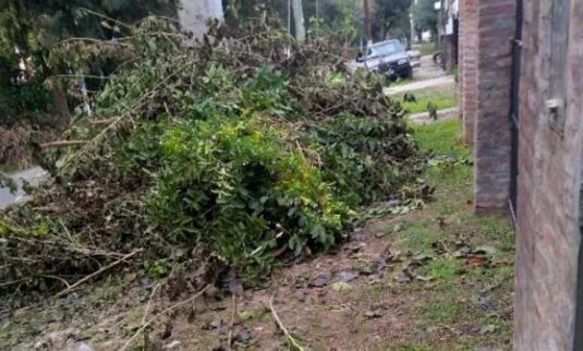 Recordatorio: ramas, podas y residuos voluminosos se recolectan los lunes