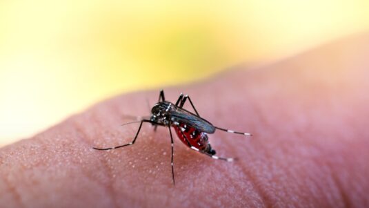 Recomendaciones para la prevención del dengue