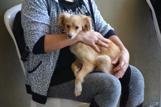 Este sábado se realizará el primer operativo de esterilización de animales domésticos del año