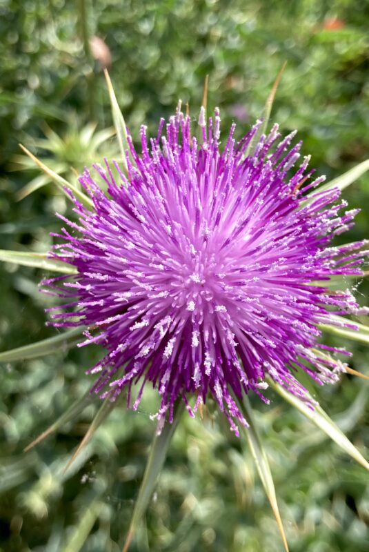 Charla y merienda con sabor a naturaleza