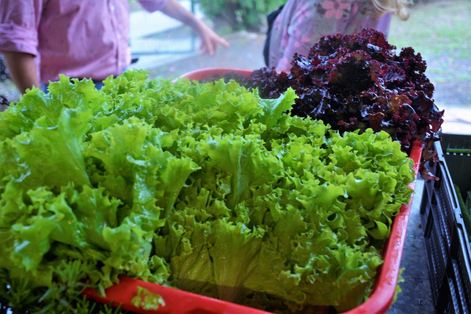 Venta de verduras y hortalizas agroecológicas este miércoles