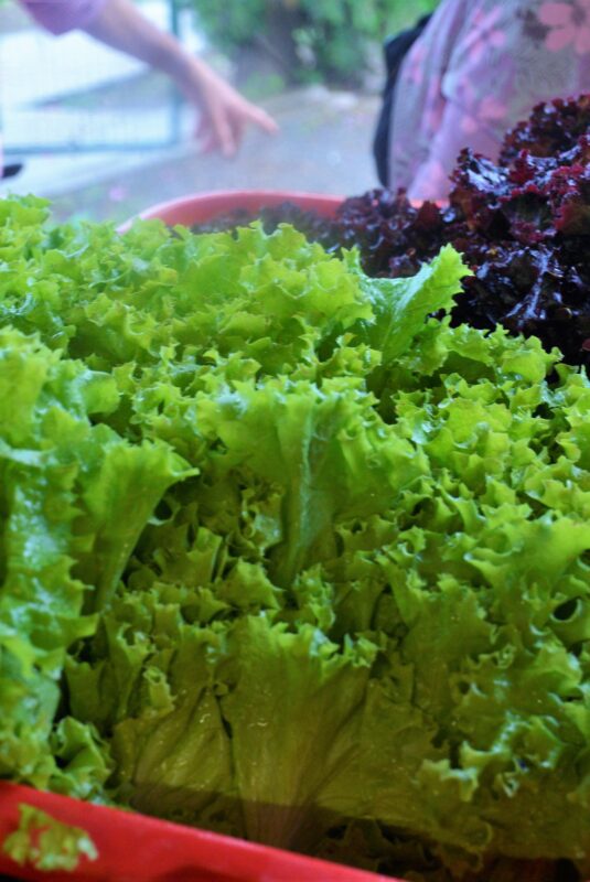 Venderán verduras agroecológicas cultivadas en el Parque Hortícola municipal