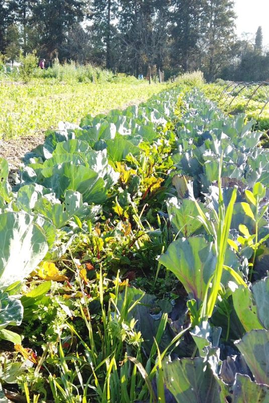 El Programa de Huertas Agroecológicas y la Red de Huerteros preparan la temporada primavera verano