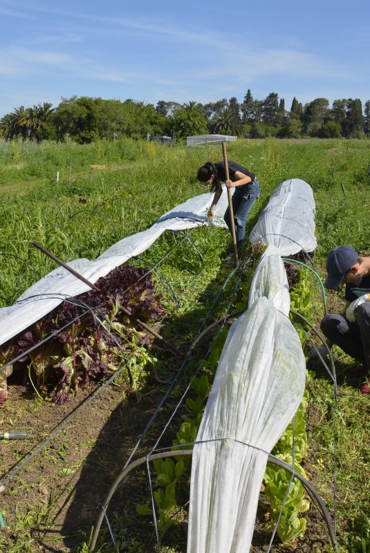 Taller de Huerta municipal: un espacio de aprendizaje y producción saludable